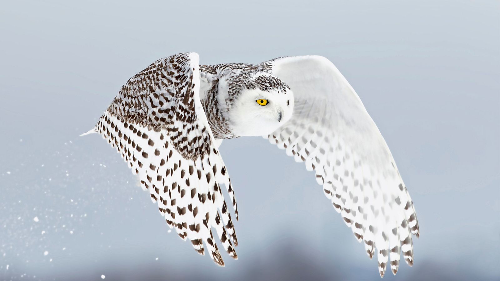 Somos documentales - Invierno animal - ver ahora