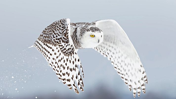 Somos Documentales - Invierno animal