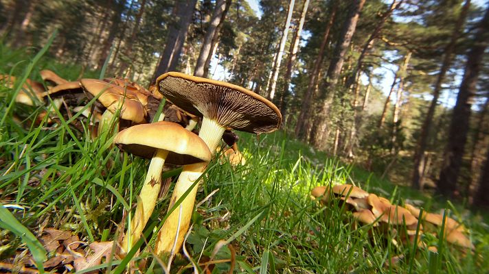 Telediario 1 - Muere una mujer de 81 años en Cuenca después de ingerir setas venenosas
