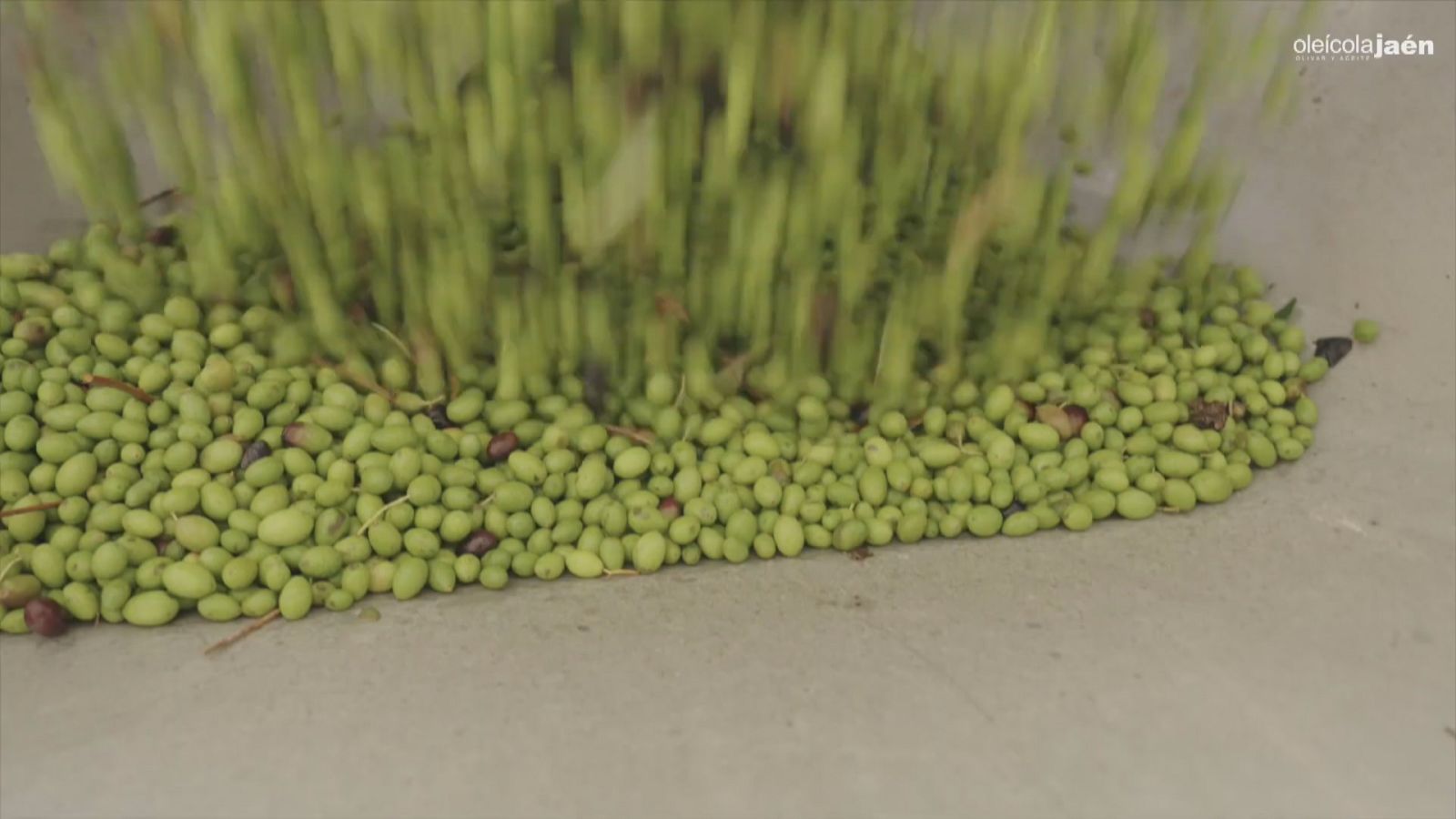 Campaña de la aceituna 2022-23 - Ver ahora