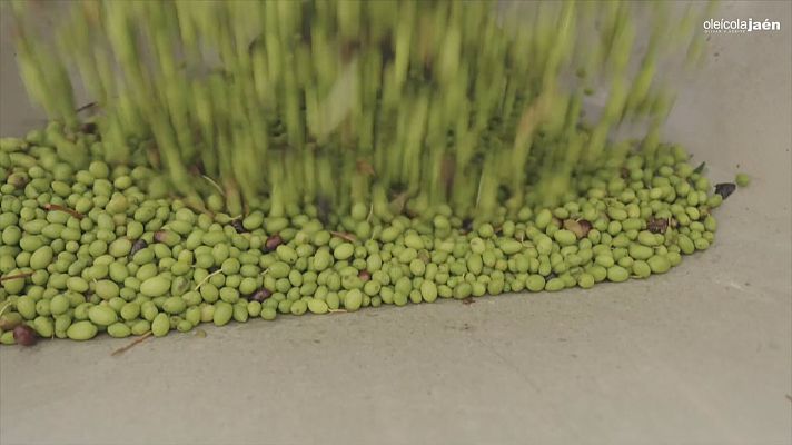 Noticias Andalucía - Campaña de la aceituna 2022-23
