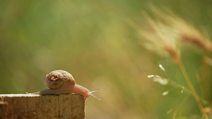 La recepta perduda - La criança de cargols a Alcarràs | La recepta perduda