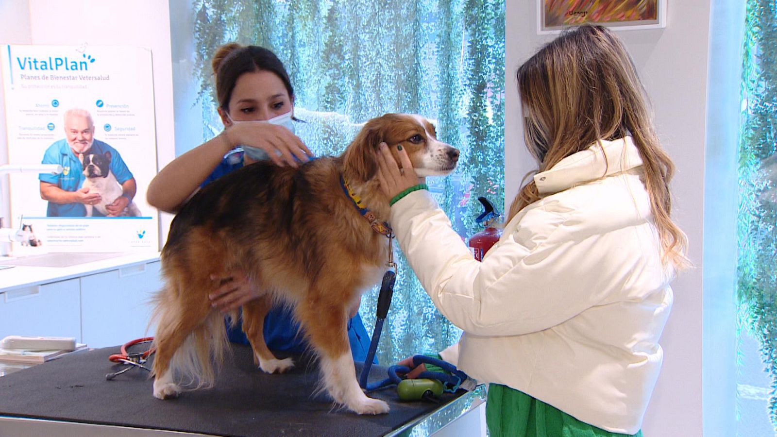 El escarabajo verde - Un espejo en qué mirarnos - ver ahora