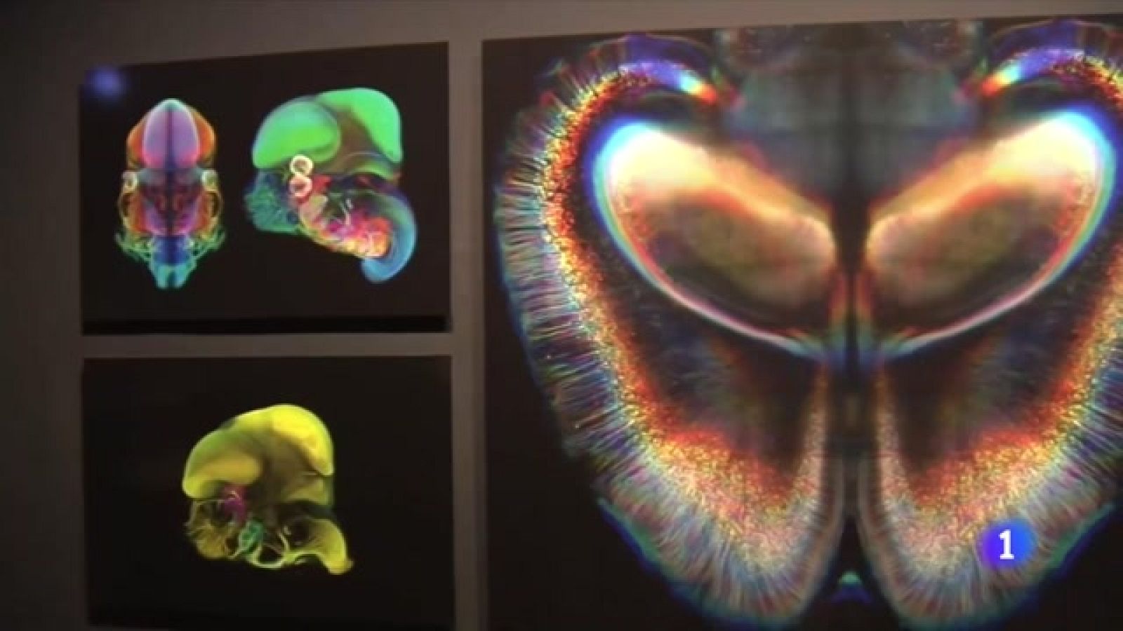 ¿Cómo se puede vivir mejor y más feliz? Nazareth Castellanos, neurocientífica, responde- Ver ahora