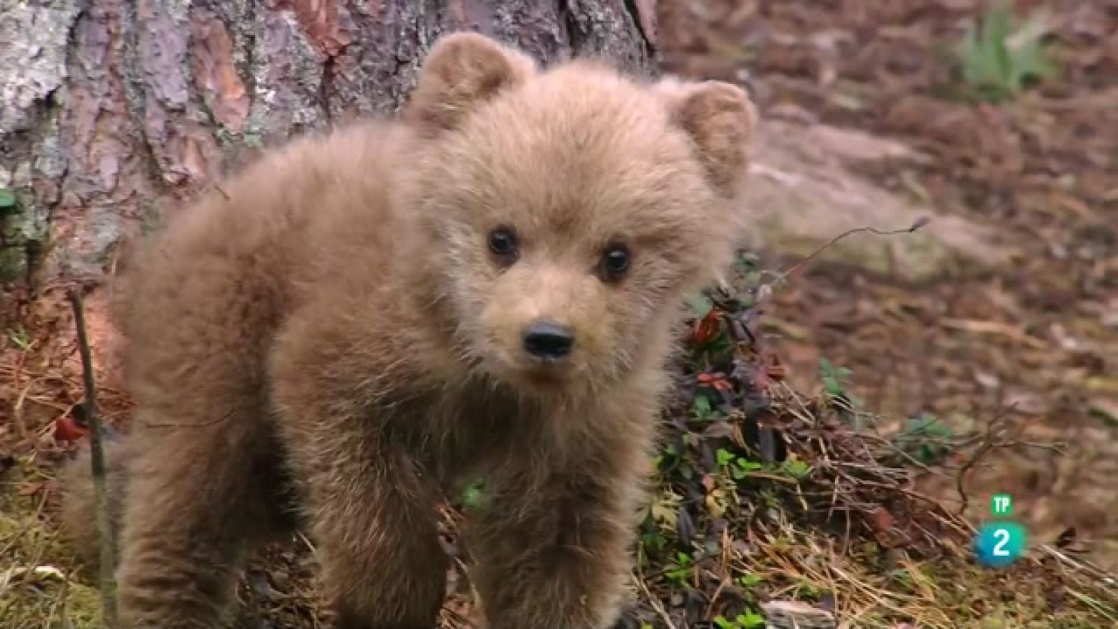 Som Documentals - Tendres i salvatges: adorables cries animals - Veure ara