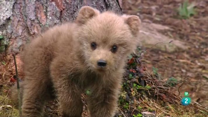 Som Documentals - Tendres i salvatges: adorables cries animals