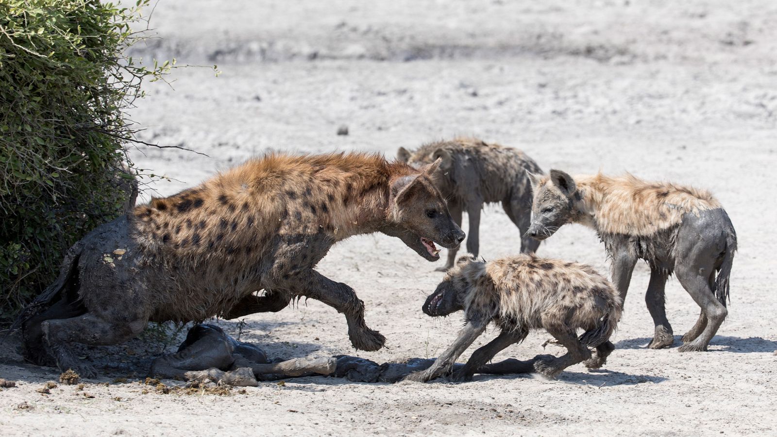 El reino salvaje - Episodio 5: El ascenso de los marginados - ver ahora