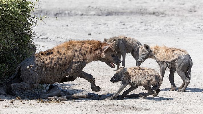 El reino salvaje - El ascenso de los marginados