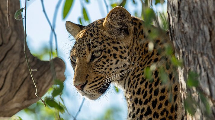 El reino salvaje - La corona