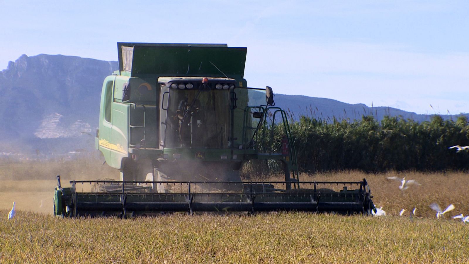 La campaña del arroz llega con un mes de retraso