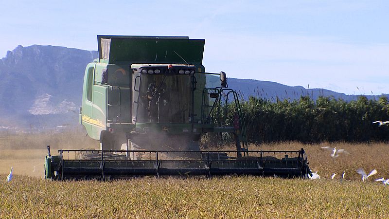 La campaña del arroz llega con un mes de retraso