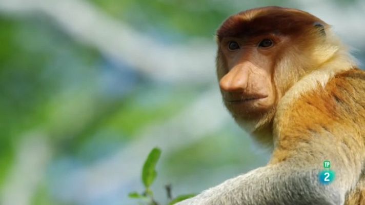 Som Documentals - Illes en el temps - Captivats per la lluna