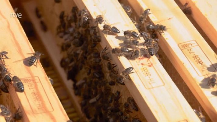 Aquí la Tierra - Las abejas también hablan