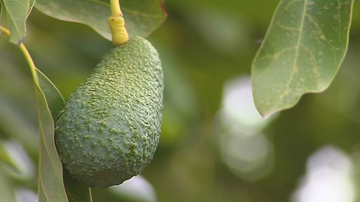 Noticias Andalucía - Aguacates en Andalucía
