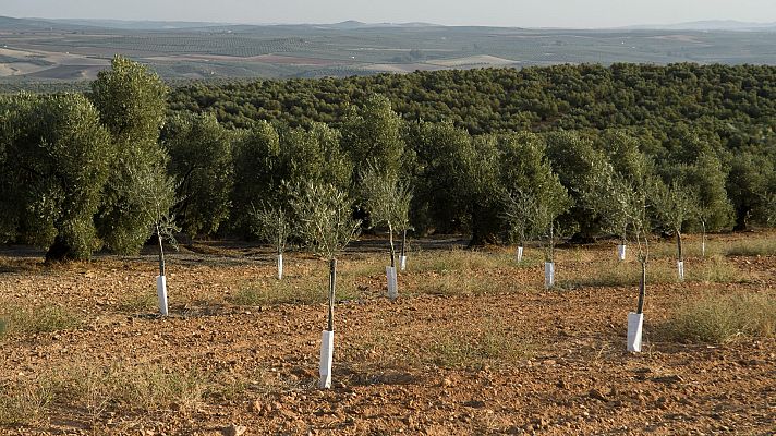 Telediario 1 - El calentamiento global adelanta los ciclos de la agricultura y aumenta las pérdidas del sector