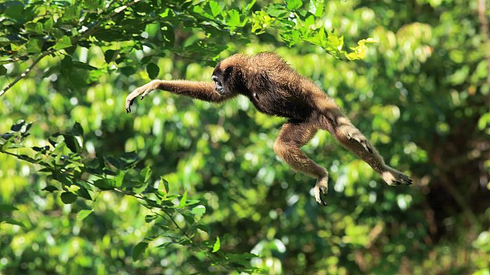 Somos Documentales - Borneo: el edén ancestral de la Tierra