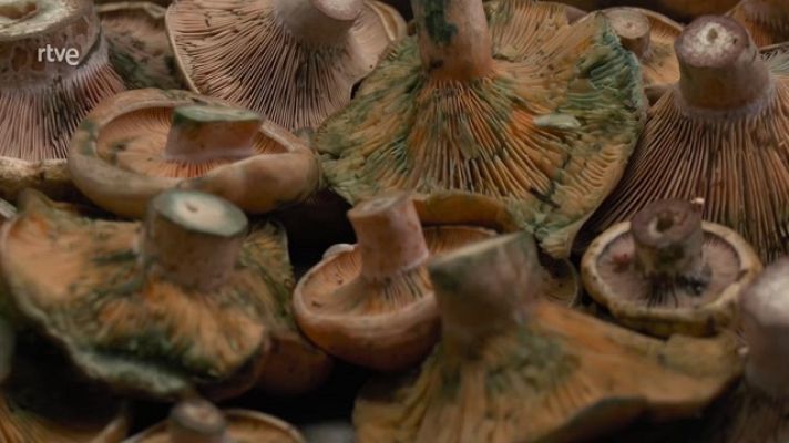 Aquí la Tierra - Identificar y cocinar setas