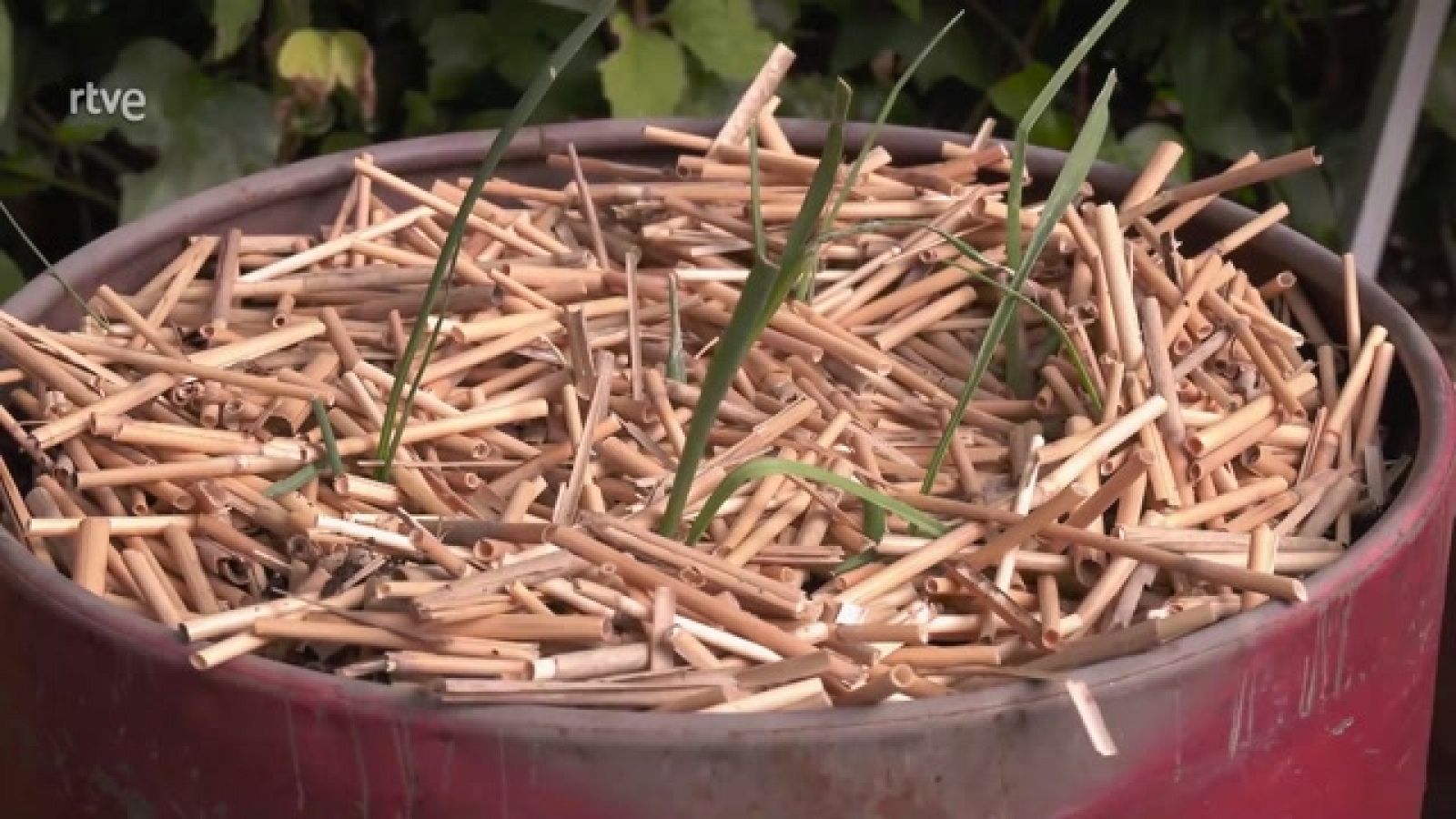 Aquí la Tierra - Consejos para tener tu huerto en casa