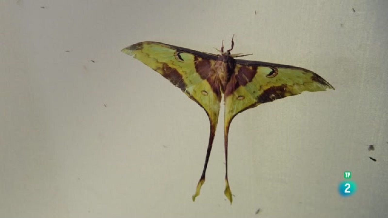 La conquesta dels cels  - Episodi 1: Els primers voladors - Veure ara