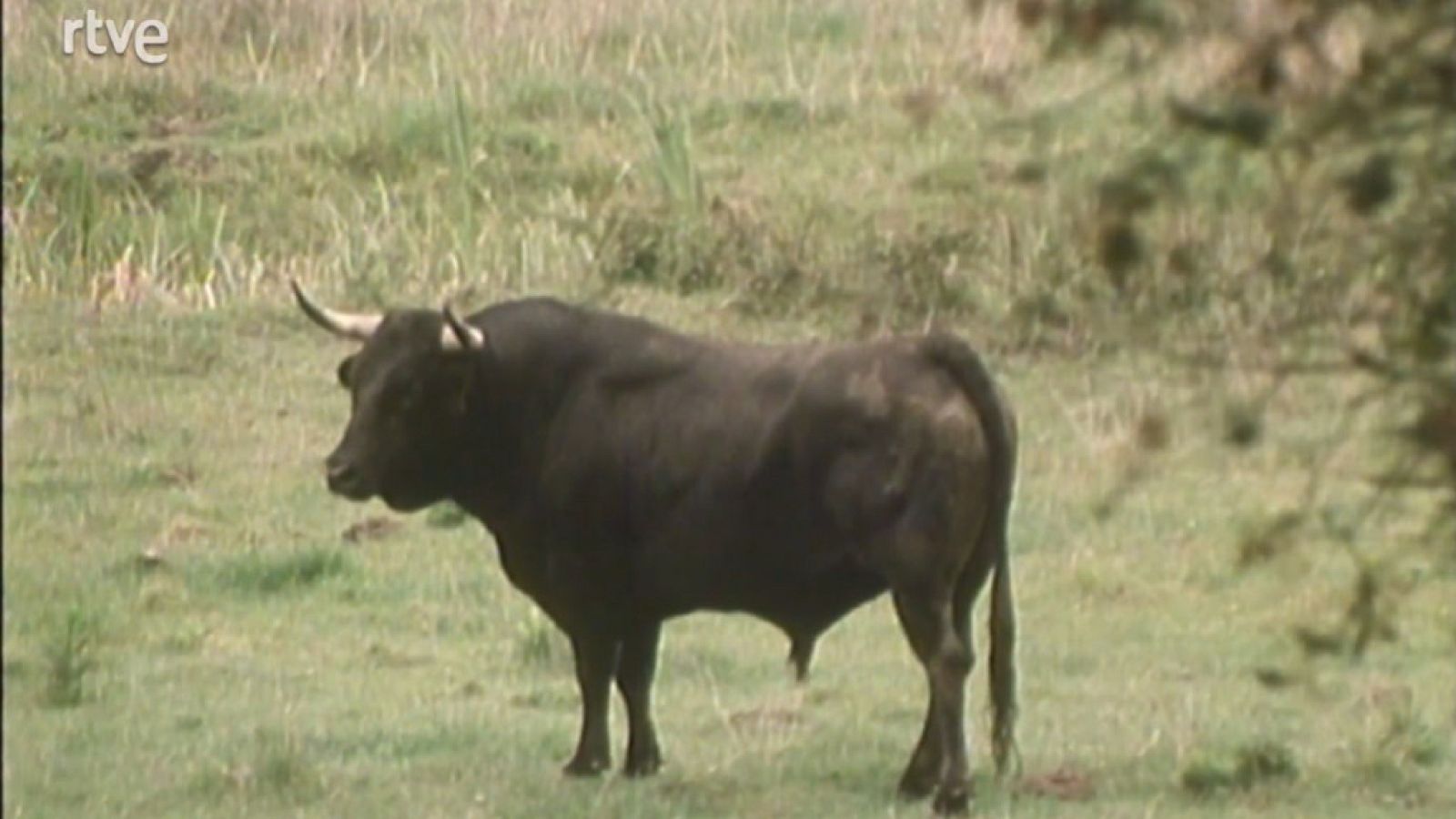 En la naturaleza - La dehesa (Parte 1) - En la naturaleza | Ver