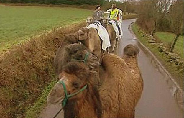 España Directo - El Camino en camello