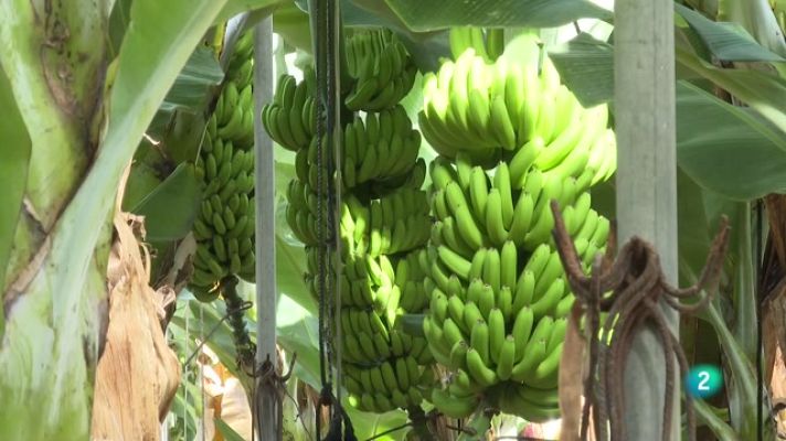 Telecanarias - Telecanarias 2 - 16/11/2022