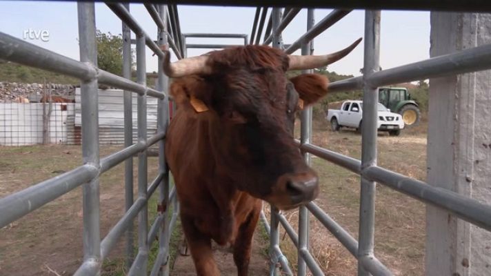 Aquí la Tierra - Cómo trabajan los veterinarios bovinos