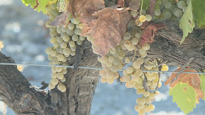 Noticias Andalucía - 'La Condená' de Montilla Moriles