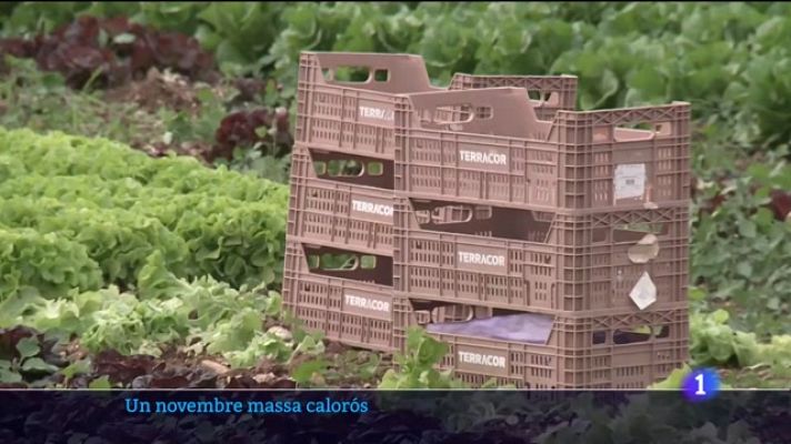 Informatiu Balear - Un novembre massa calorós per al camp