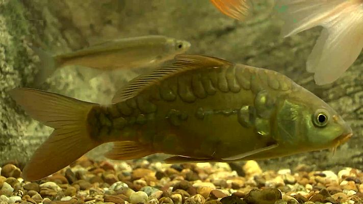 Jara y sedal - A carpa vista