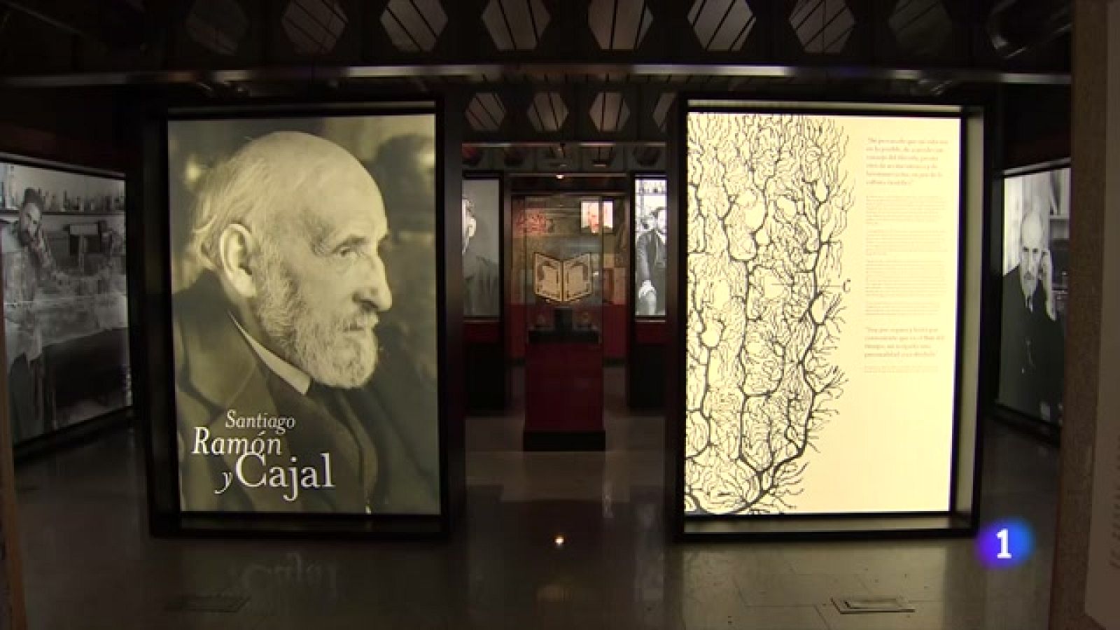 Estamos en la "Semana de la Ciencia" y una exposición en el Museo de Ciencias naturales de Madrid rinde homenaje a Santiago Ramón y Cajal- Ver ahora
