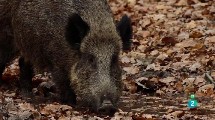Som Documentals - Tardor. Un món de colors