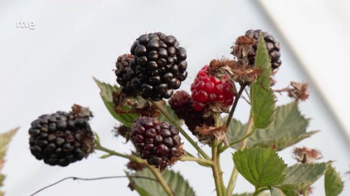 Aquí la Tierra - Una variedad de moras para todos los gustos