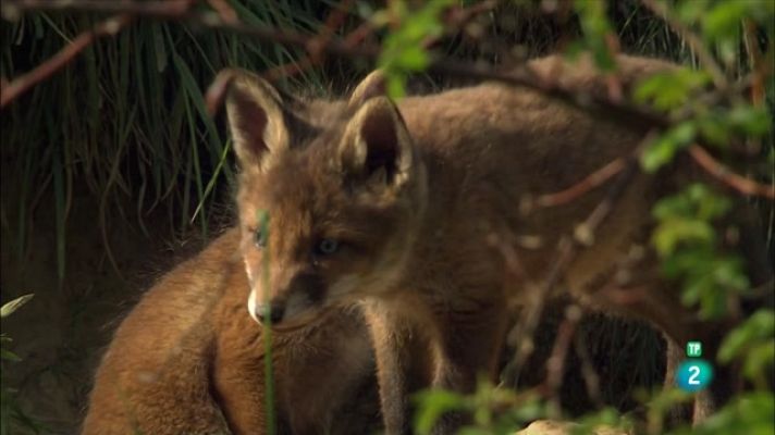 Som Documentals - Gal·les, l'oest salvatge de la Gran Bretanya