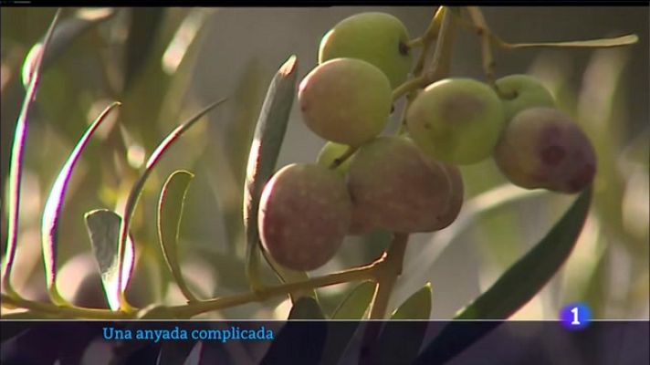 Informatiu Balear - Una anyada complicada per a l'oliva