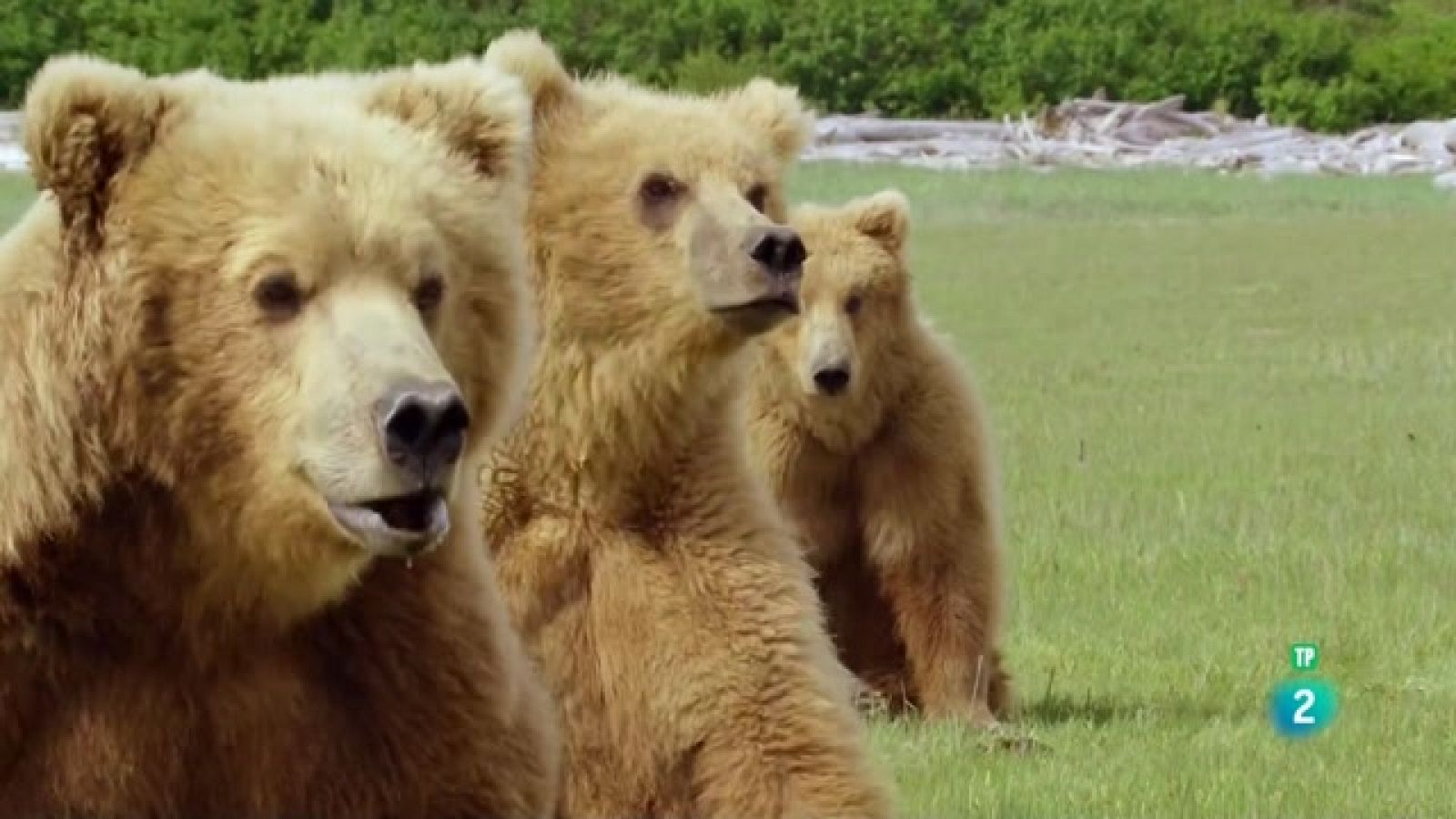 Som documentals - Trobades amb els ossos Grizzly - La vida privada dels ossos - Veure ara