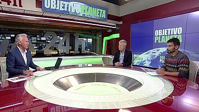 El impacto de los gatos domésticos