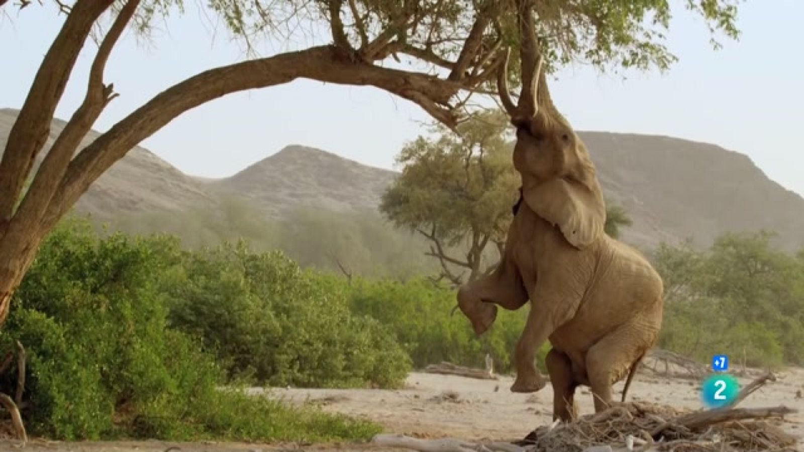 Som documentals - Grans i petits, els extrems de la natura - Veure ara