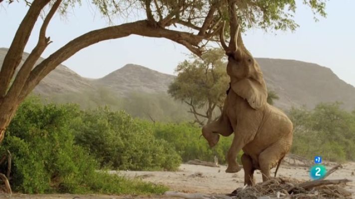 Som Documentals - Grans i petits, els extrems de la natura