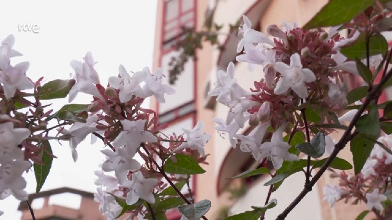 Aquí la Tierra - Flores silvestres de otoño en la ciudad