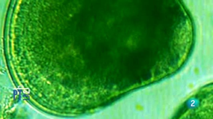 Para todos La 2 - Los beneficios de las algas