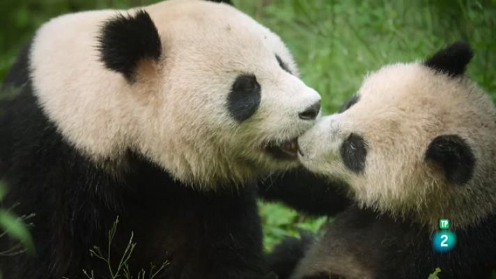 Som Documentals - La Xina, antic regne animal: Centre, l'equilibri