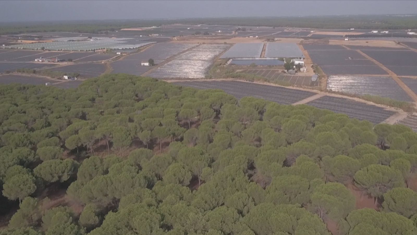 Medidas para recuperar Doñana - Ver ahora