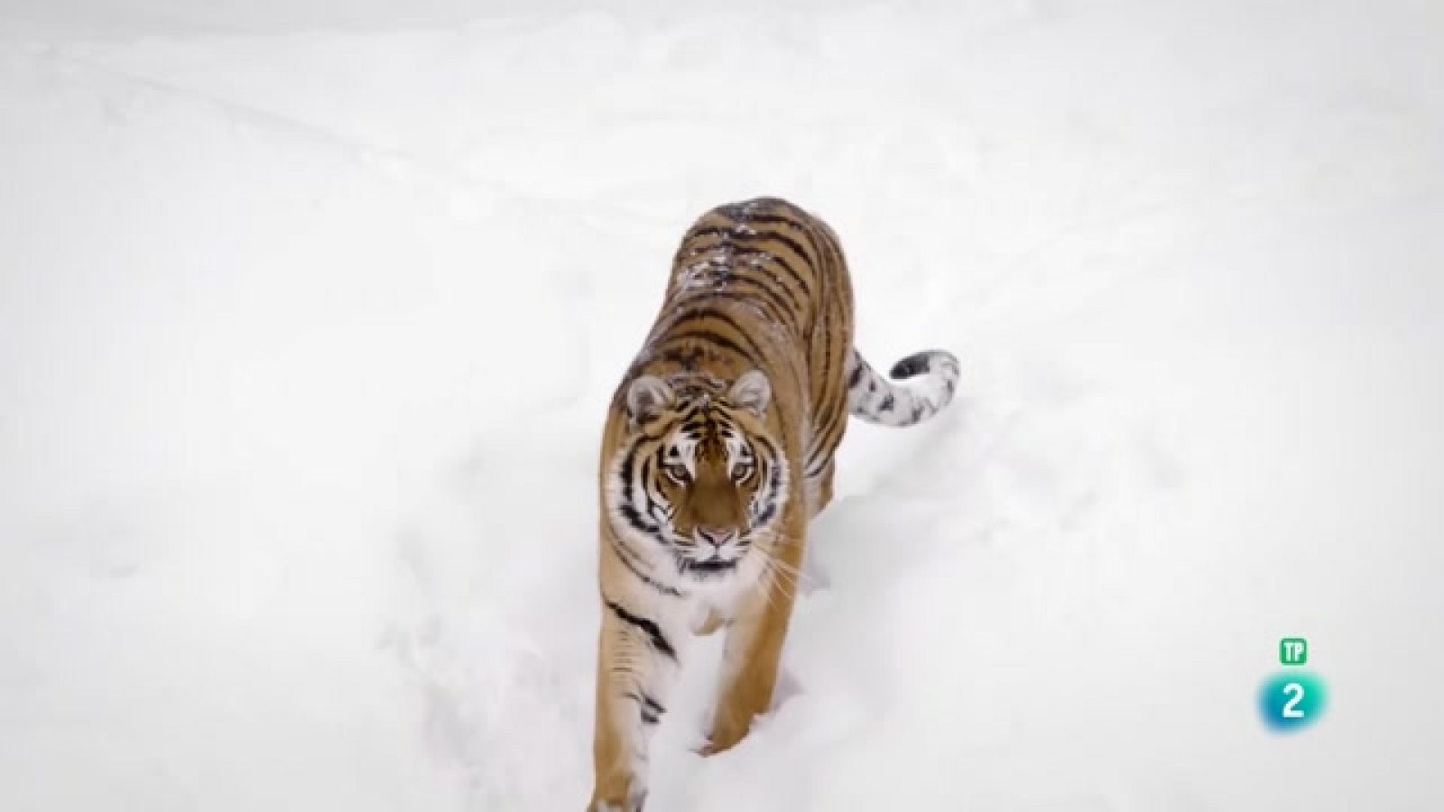 Som documentals - La Xina, antic regne animal: Est, l'últim refugi - Veure ara