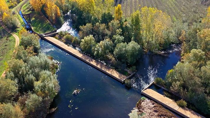 El escarabajo verde - Liberando ríos