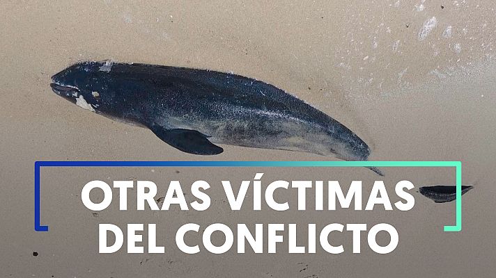 Modo Digital - Al menos 50.000 delfines han muerto en el mar Negro durante la guerra en Ucrania