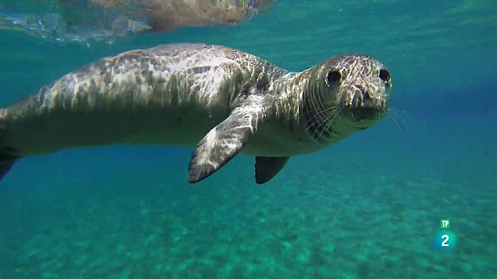 Som Documentals - Les illes que Darwin no va arribar a conèixer: Les Balears