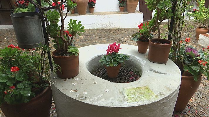 Noticias Andalucía - Éxito en la visita a los patios