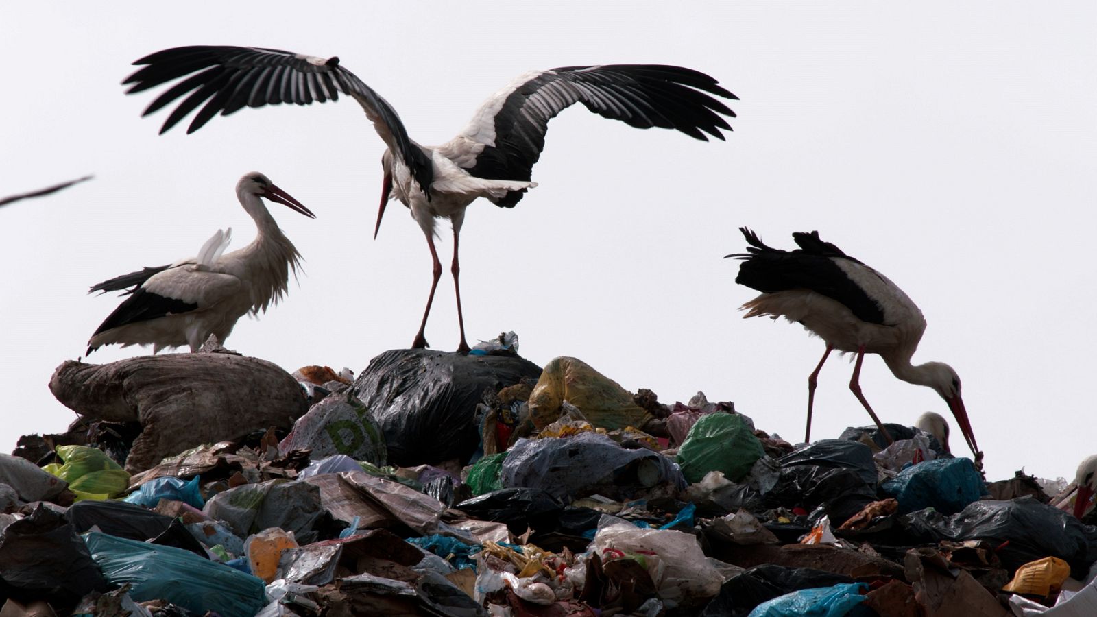 Cuaderno de campo - Cigüeñas - Ver ahora