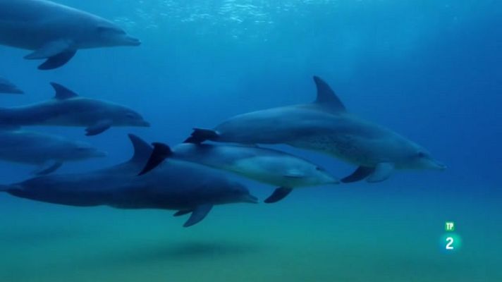 Som Documentals - La terra màgica d'Oz: l'oceà